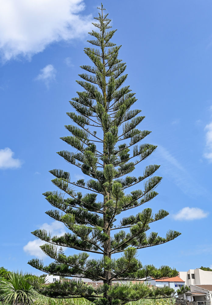Изображение особи Araucaria heterophylla.