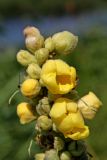 Verbascum thapsus. Верхушка соцветия с бутонами и раскрывающимися цветками. Белгородская обл., Ракитянский р-н, Венгеровское сельское поселение, хут. Донцов; дол. р. Пена, луг за прудом. 25 июля 2021 г.