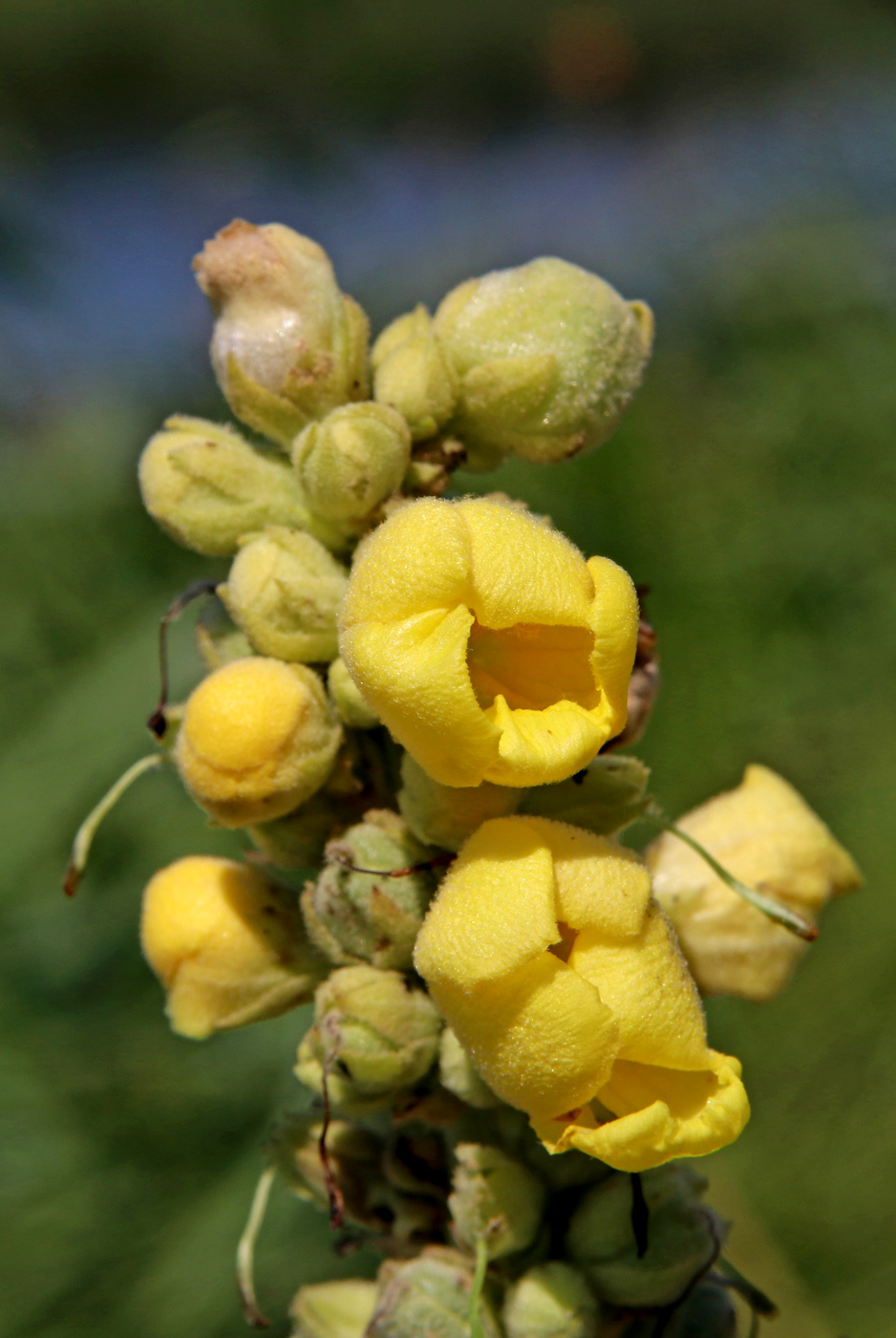 Image of Verbascum thapsus specimen.