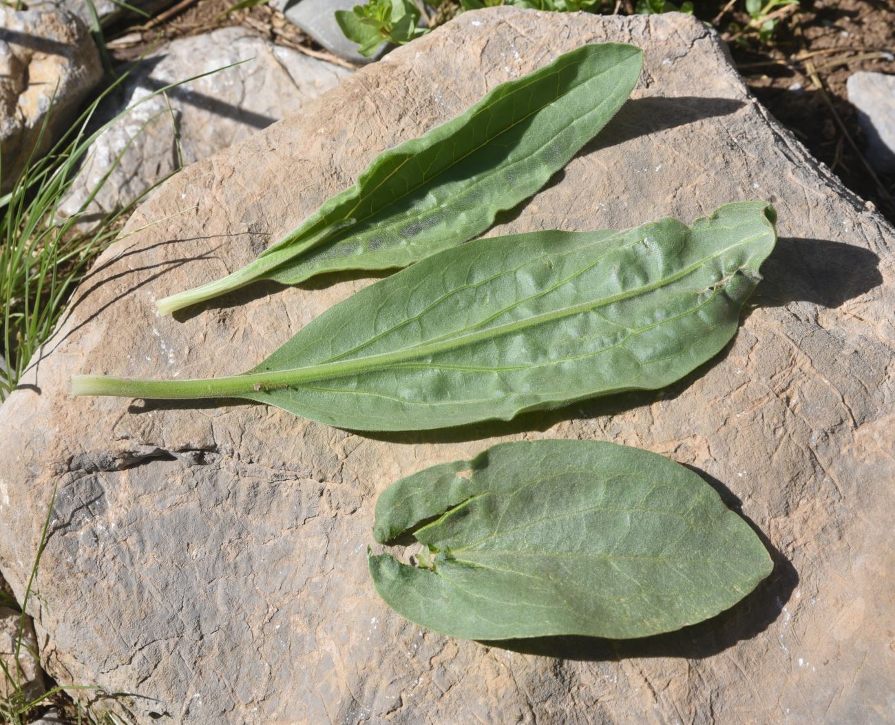 Image of genus Plantago specimen.