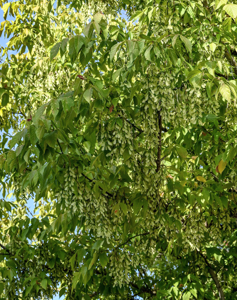 Image of Acer negundo specimen.