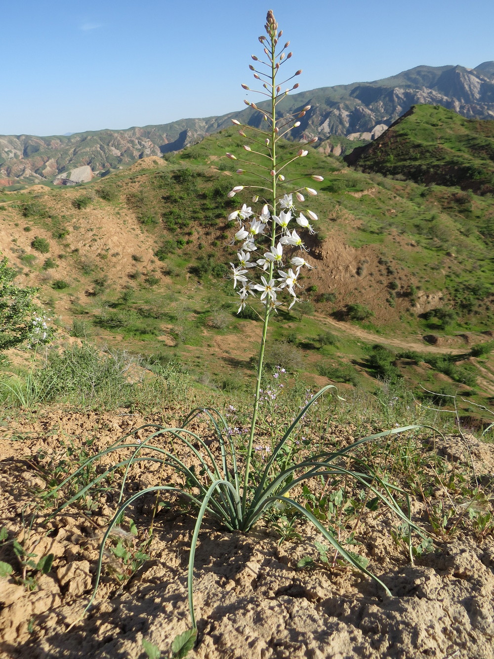 Изображение особи Eremurus baissunensis.