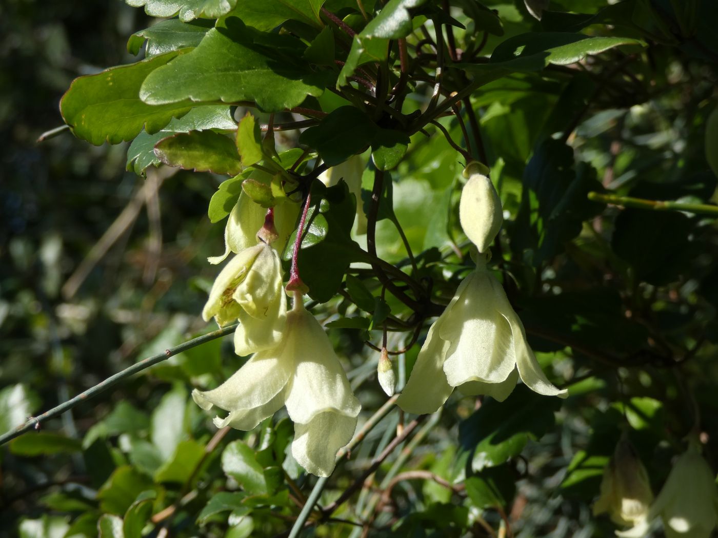 Изображение особи Clematis cirrhosa.