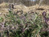Cirsium palustre