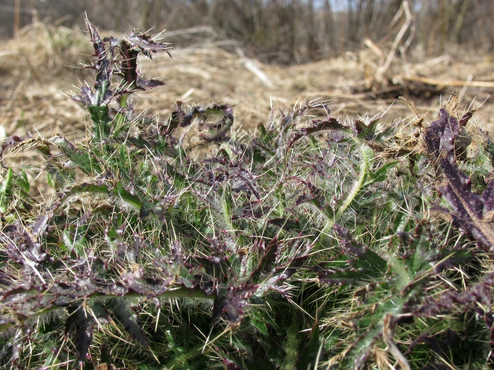 Изображение особи Cirsium palustre.