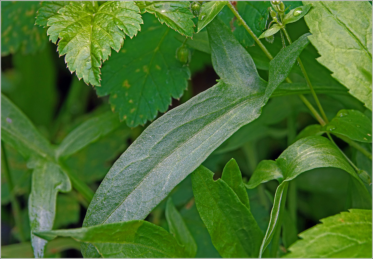 Image of Rumex acetosella specimen.