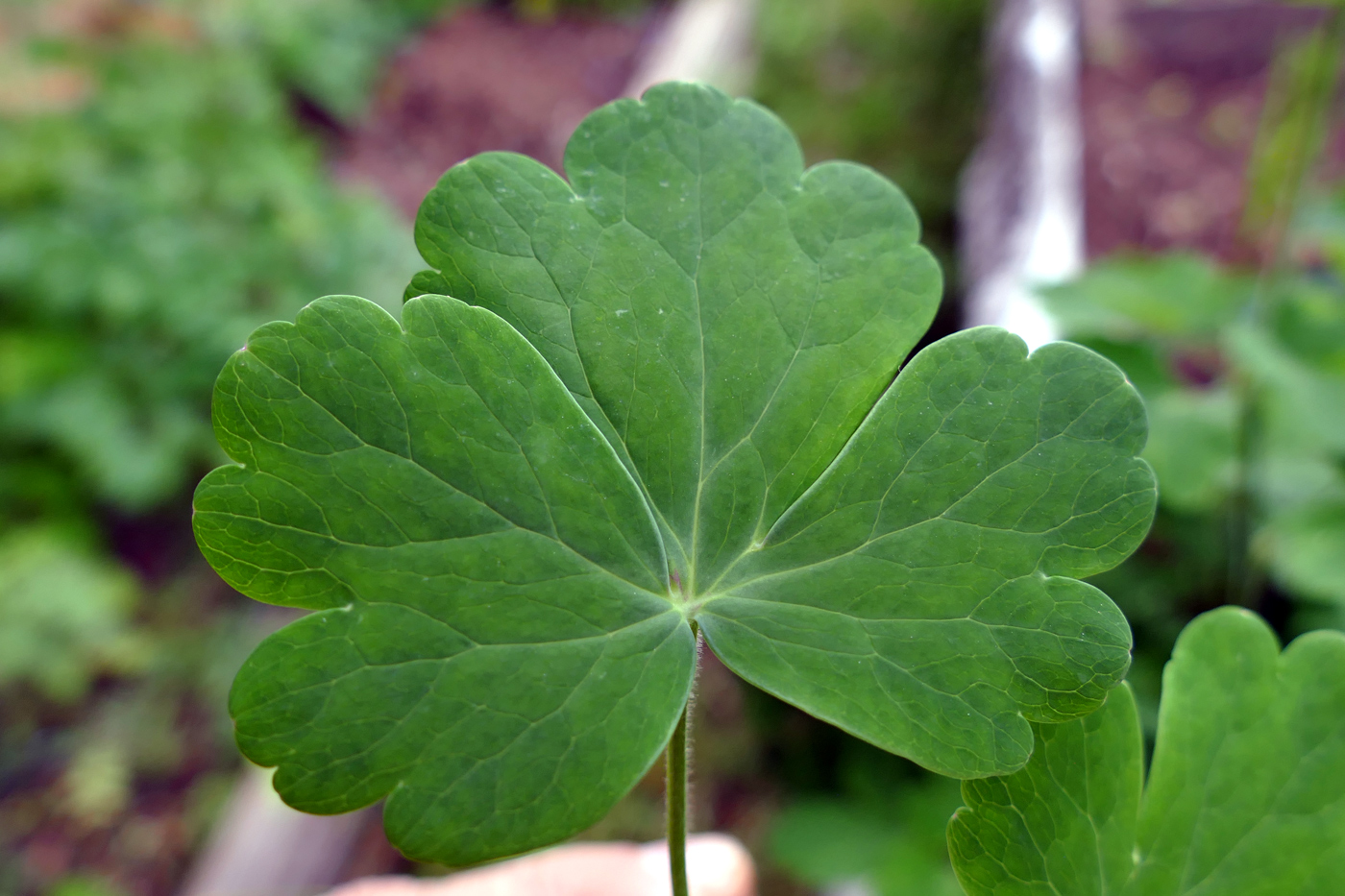 Изображение особи Aquilegia vulgaris.