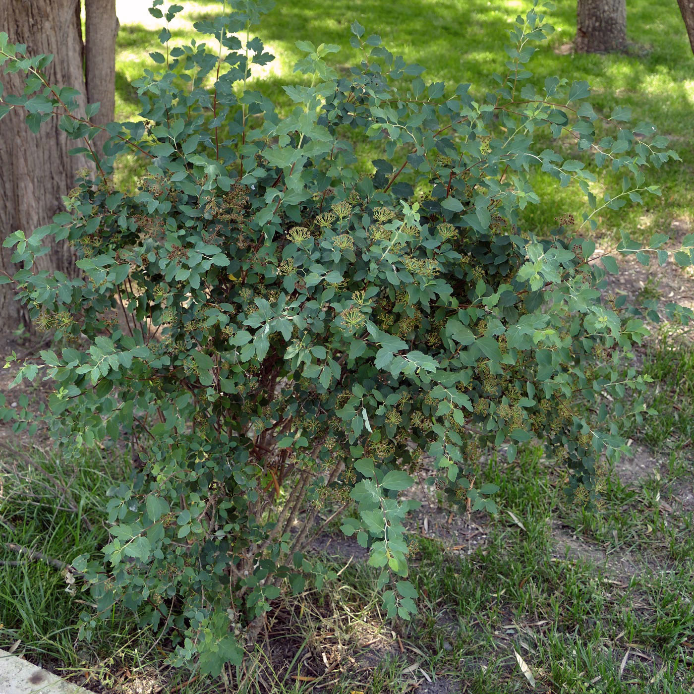 Изображение особи Spiraea × vanhouttei.