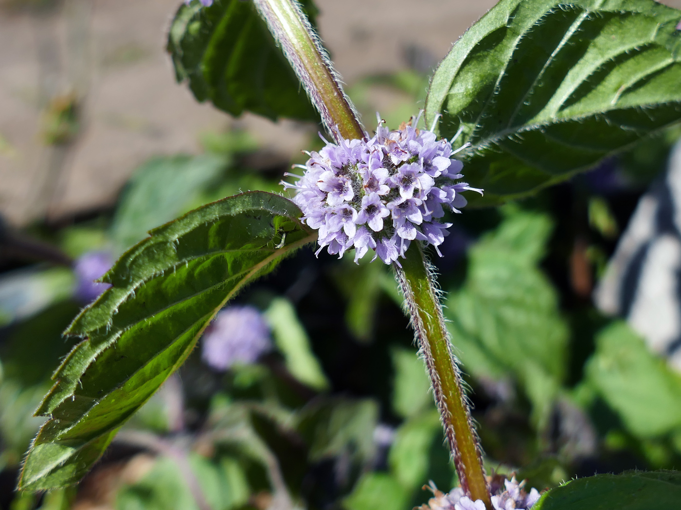 Изображение особи Mentha × verticillata.