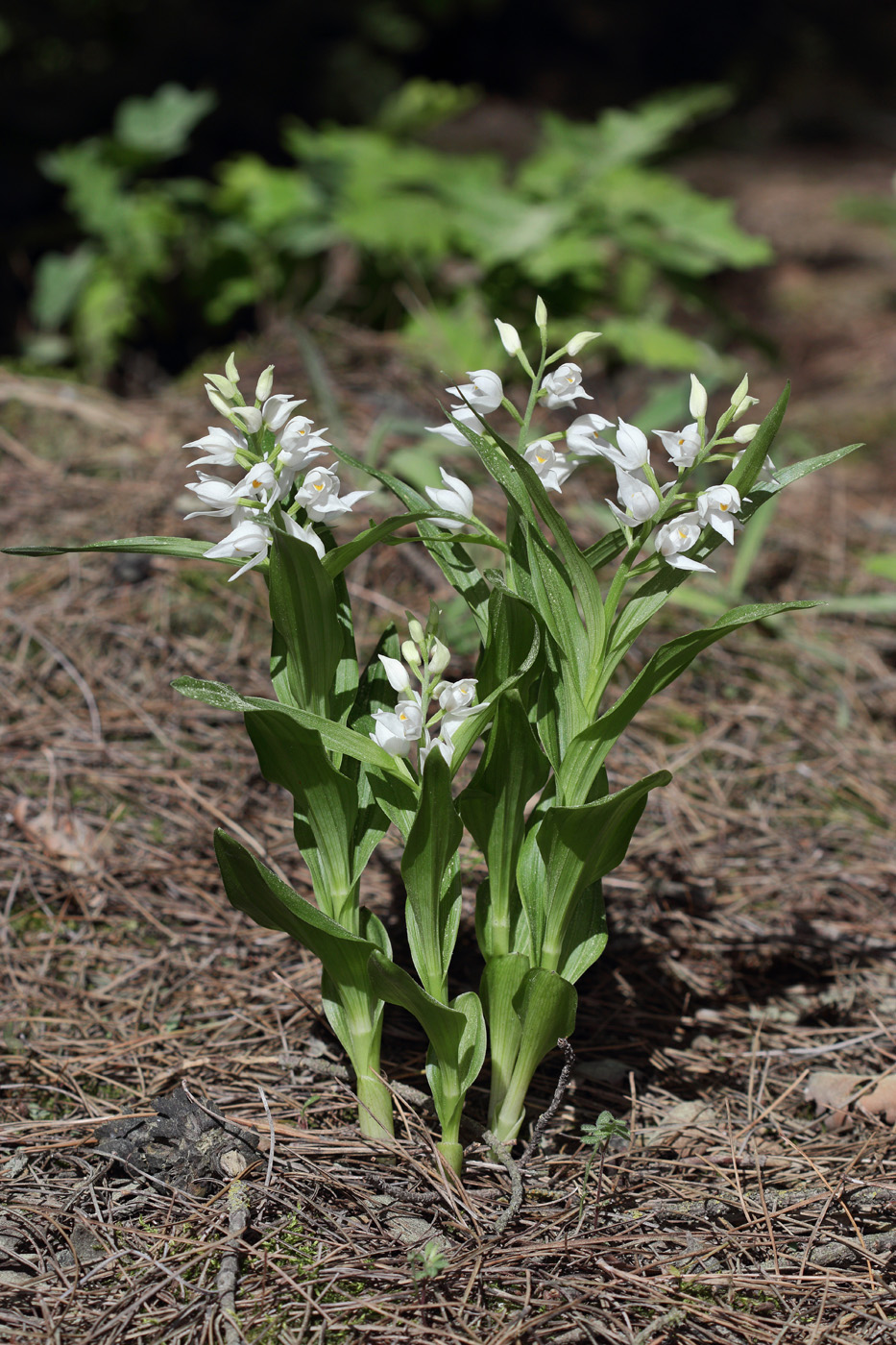 Image of Cephalanthera longifolia specimen.