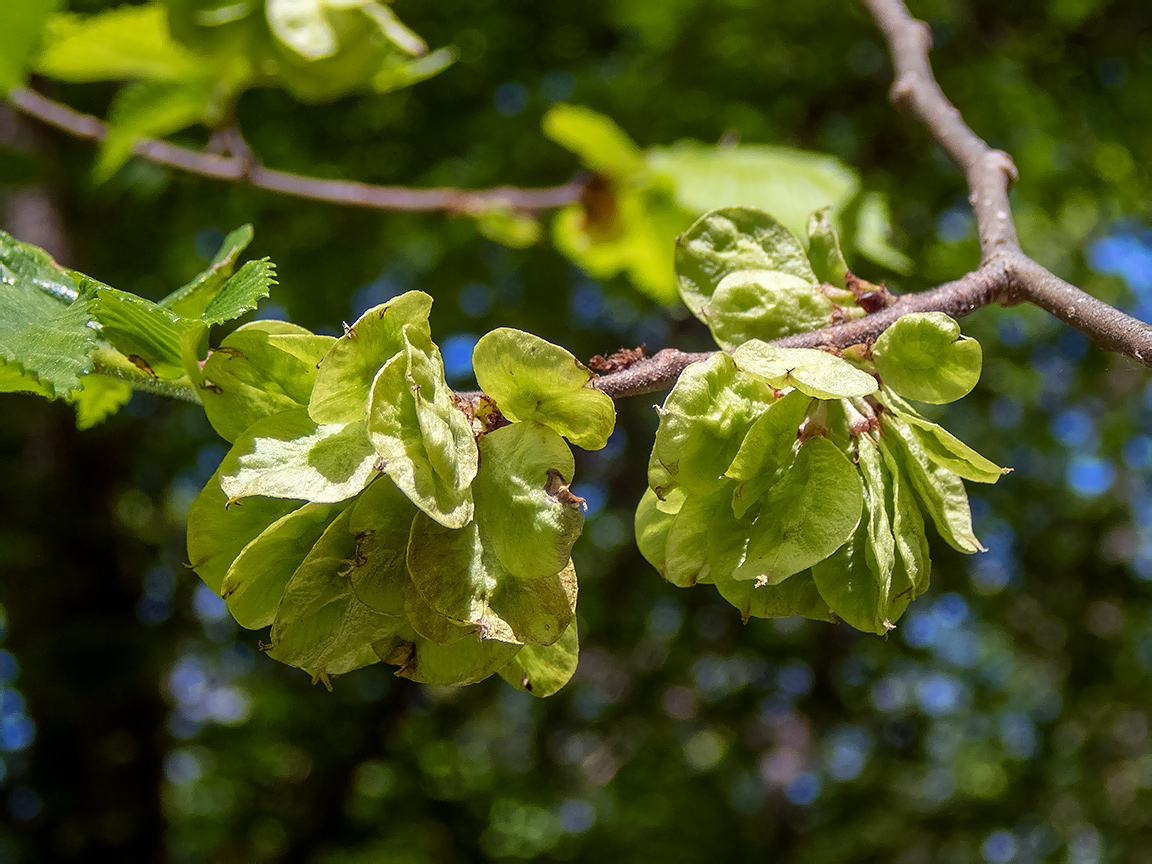 Изображение особи род Ulmus.