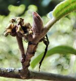 Hamamelis vernalis. Отцветшее соцветие и основание листа. Республика Беларусь, г. Витебск, ботанический сад ВГУ. Начало Июня.