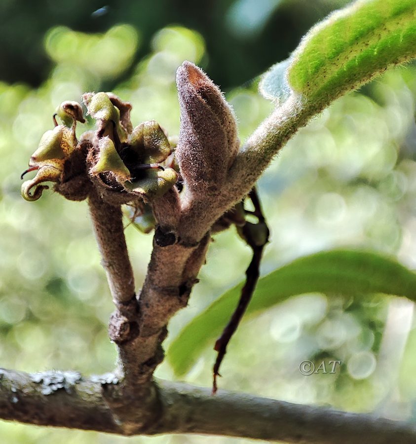 Изображение особи Hamamelis vernalis.