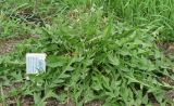 Taraxacum kjellmanii
