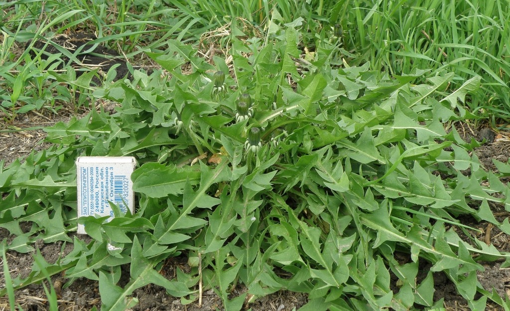 Изображение особи Taraxacum kjellmanii.