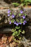 Glechoma hederacea. Вегетирующее растение. Ленинградская обл., Ломоносовский р-н, дер. Дубки, дачный участок, на ступени крыльца. 09.05.2026.