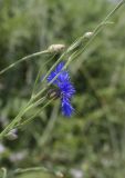 Centaurea cyanus