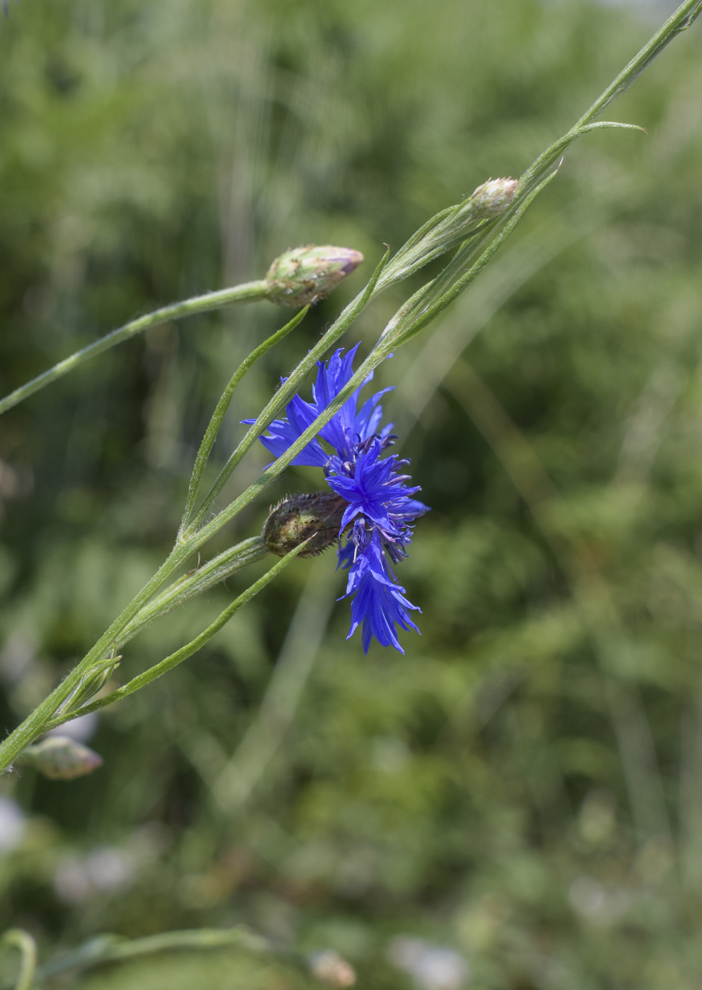 Image of Centaurea cyanus specimen.