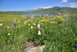 род Pulsatilla. Цветущие растения. Грузия, край Самцхе-Джавахети, юго-восточный берег оз. Сагамо, луг. 7 июня 2026 г.