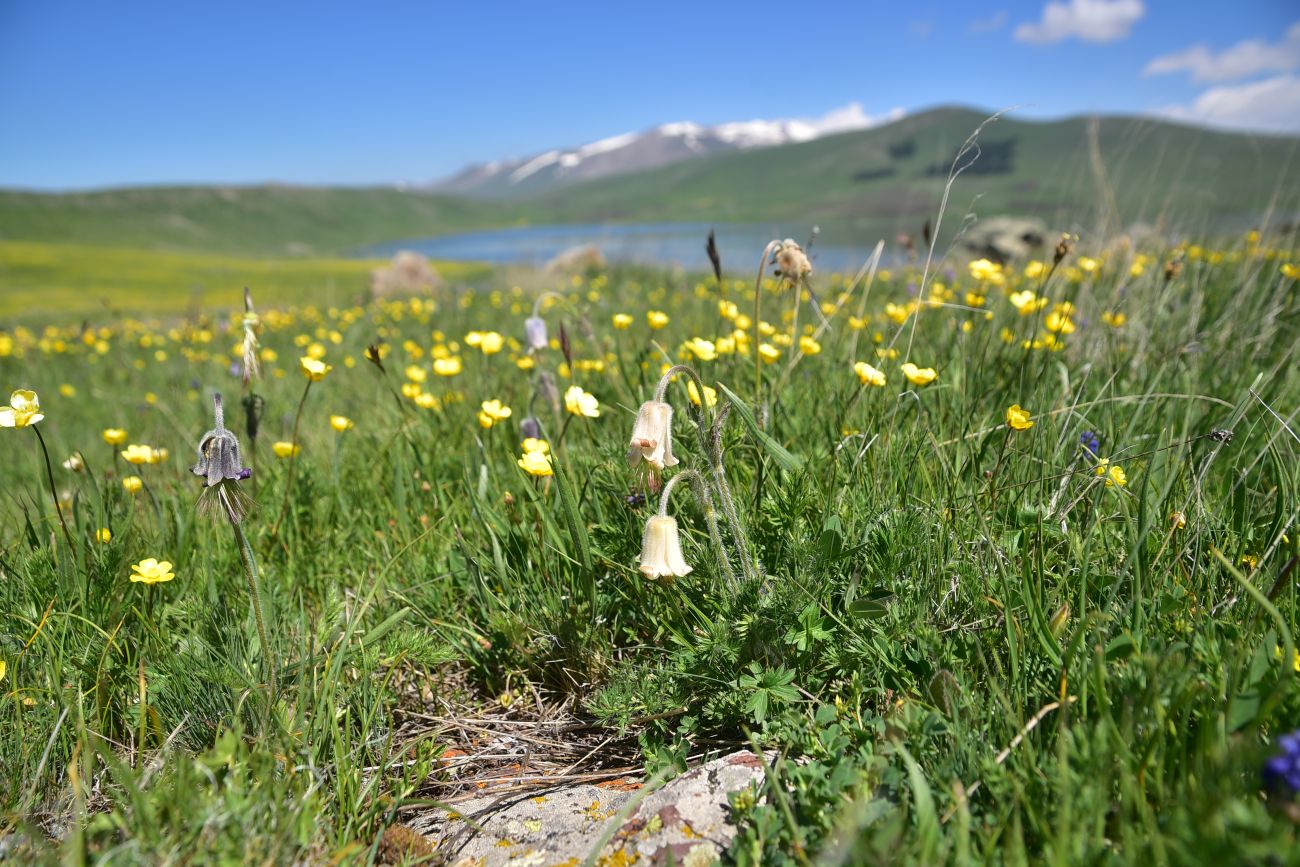 Image of genus Pulsatilla specimen.