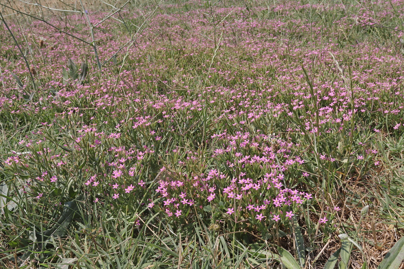 Image of Centaurium pulchellum specimen.