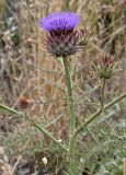Cynara cardunculus