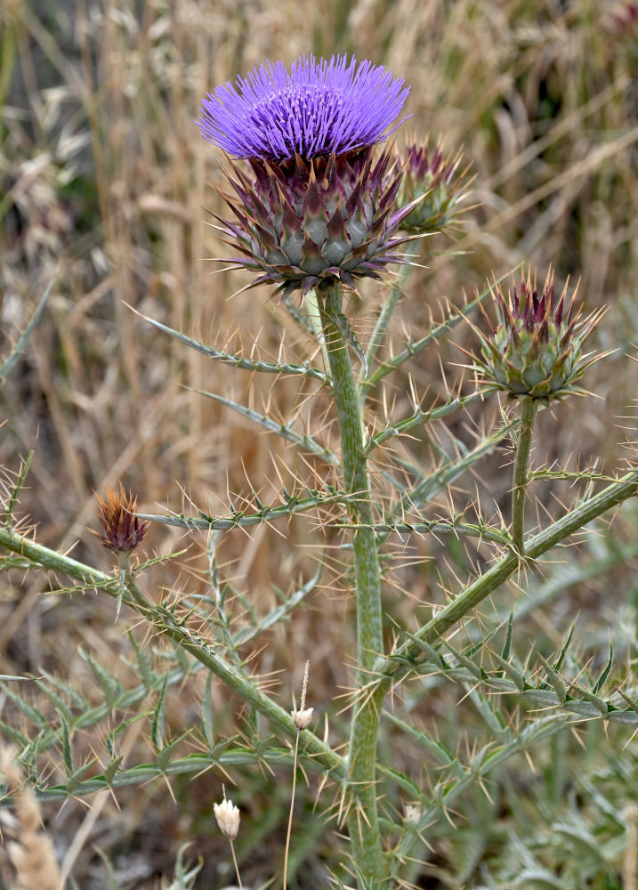 Image of Cynara cardunculus specimen.