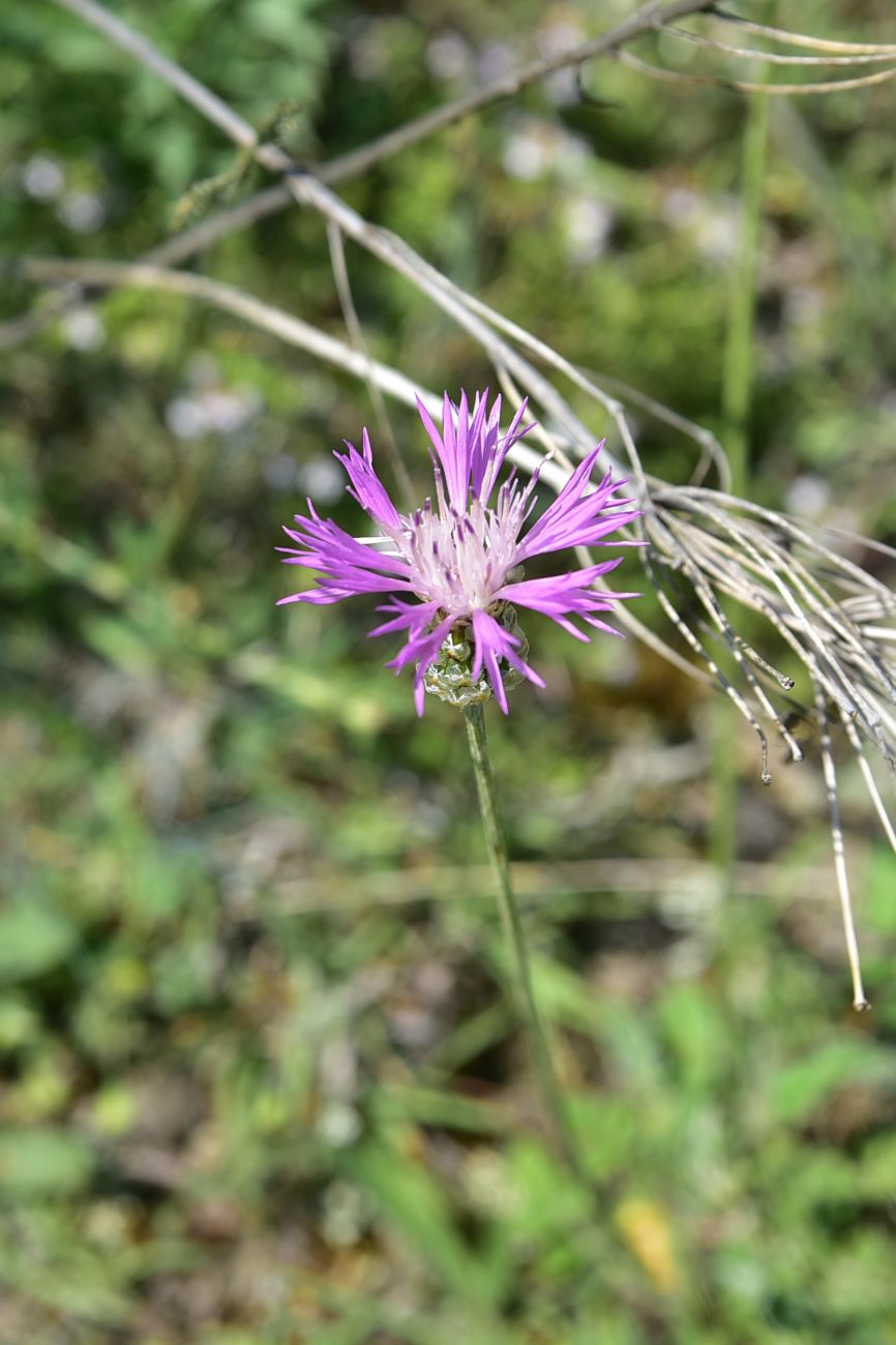 Image of genus Centaurea specimen.