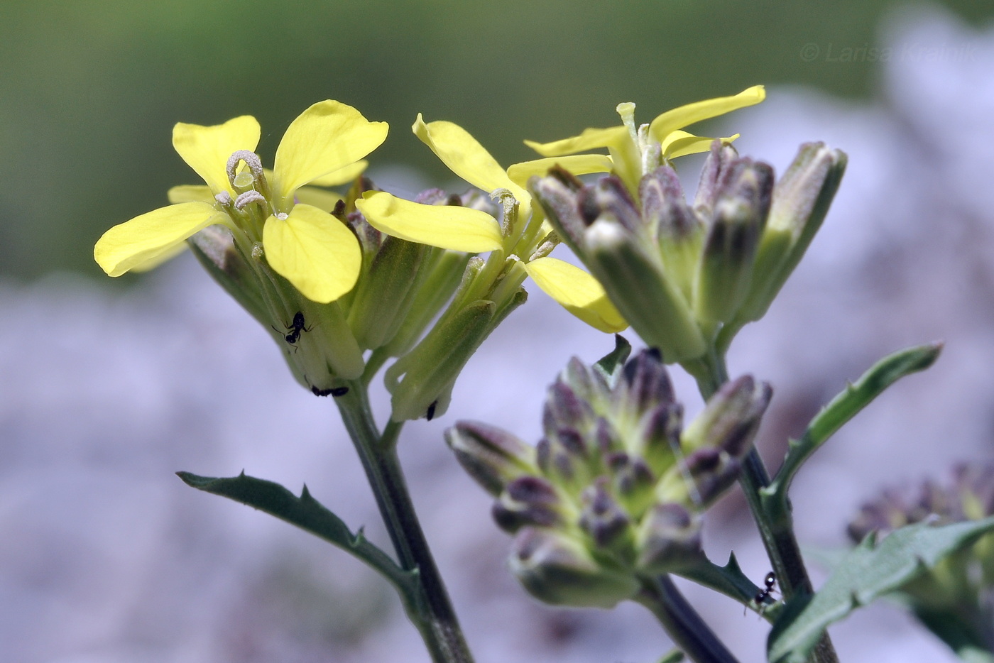 Image of genus Erysimum specimen.