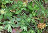 genus Trifolium. Листья и соцветия. Турция, ил Артвин, окр. дер. Кашикли 200 м ниже моста через р. Корпусу, левый борт долины, луг. 12 июня 2026 г.