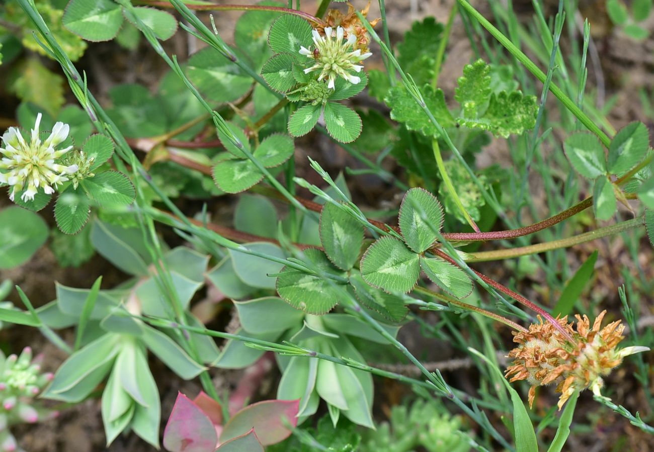 Image of genus Trifolium specimen.