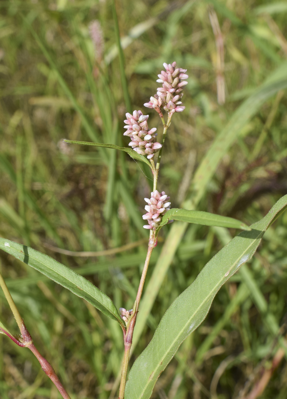 Image of Persicaria maculosa specimen.