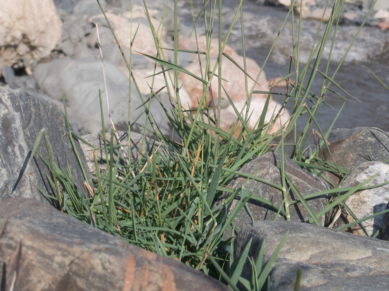 Изображение особи род Festuca.