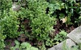 Buxus sempervirens. Молодые растения (три года). Московская обл., Раменский р-н, окр. дер. Хрипань, садовый участок. 08.07.2026.