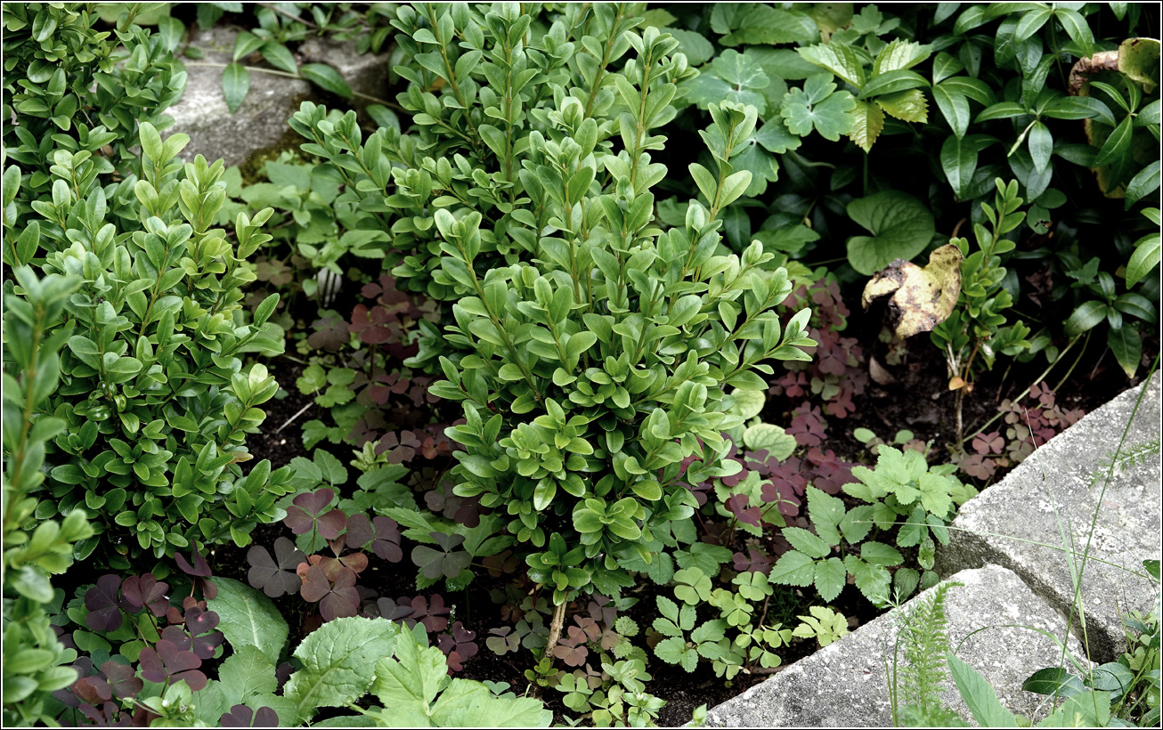 Image of Buxus sempervirens specimen.
