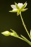 Minuartia hybrida