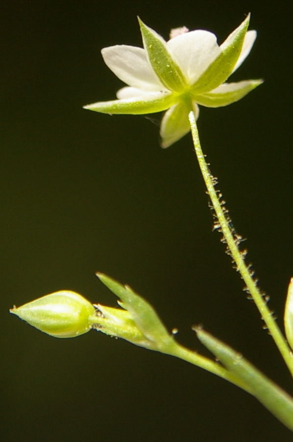 Изображение особи Minuartia hybrida.