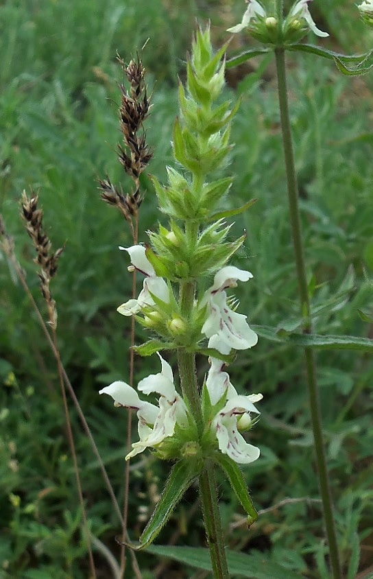 Image of Stachys atherocalyx specimen.