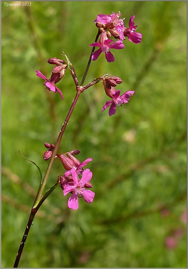 Image of Viscaria vulgaris specimen.