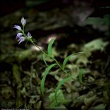 Cephalanthera rubra