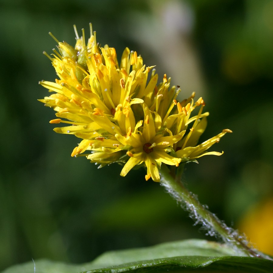 Изображение особи Naumburgia thyrsiflora.