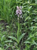 Orchis militaris. Цветущее растение. Ленинградская обл., Гатчинский р-н, окр. пос. Пудость, луг в заброшенном травертиновом карьере. 25.06.2011.