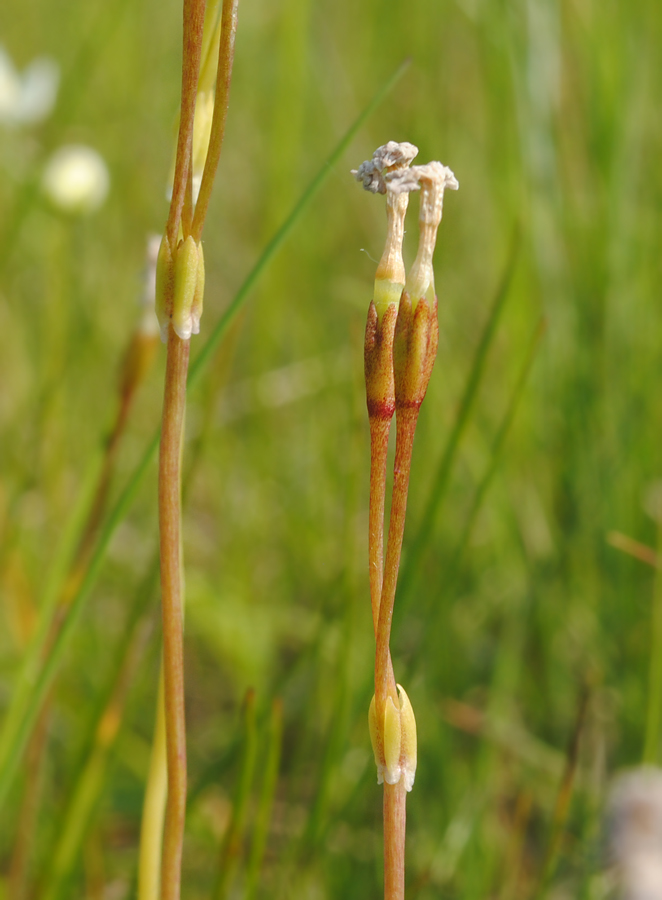 Image of Primula finmarchica specimen.