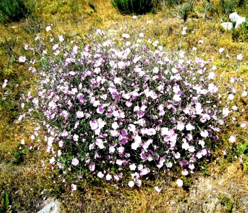 Изображение особи Convolvulus subhirsutus.