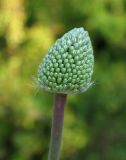 Allium affine