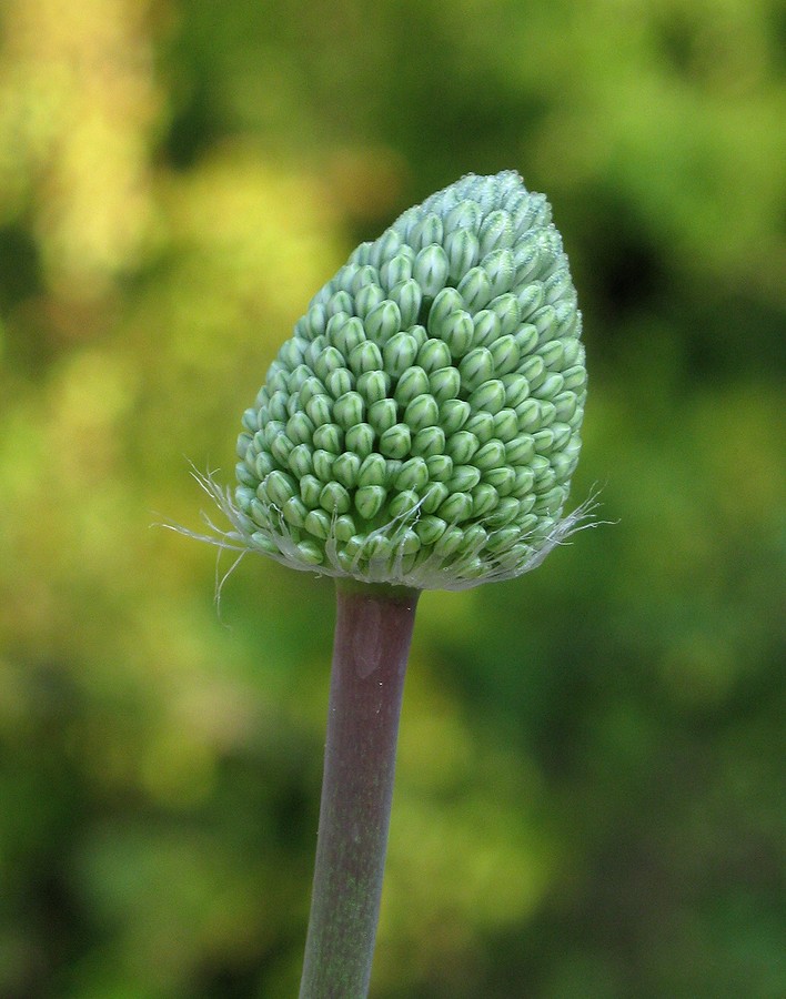 Image of Allium affine specimen.