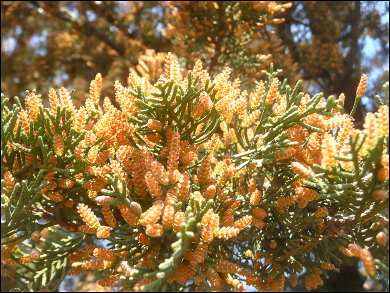 Image of Cupressus sempervirens specimen.