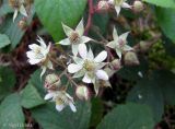 Rubus hirtus