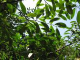 Lauro-cerasus officinalis. Ветви с плодами. Абхазия, г. Сухум, Сухумский обезьяний питомник. 24 июля 2008 г.