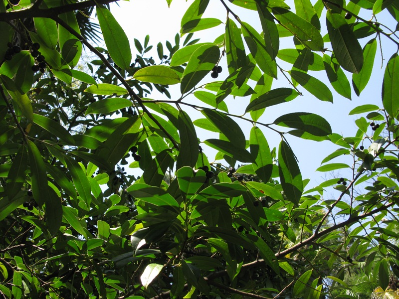 Изображение особи Lauro-cerasus officinalis.